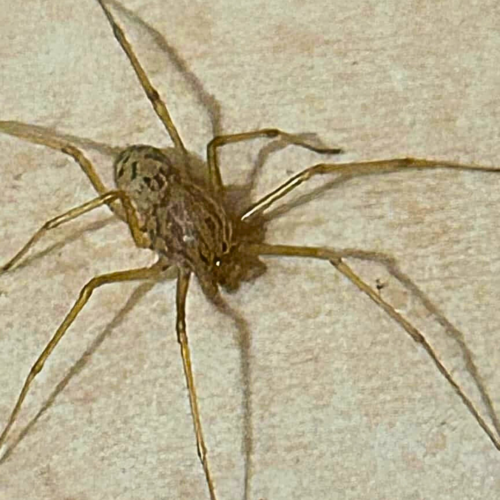 Ragno violino, centinaia di chiamate al centro antiveleni di Pavia: “Non è un’emergenza, nessun allarmismo”