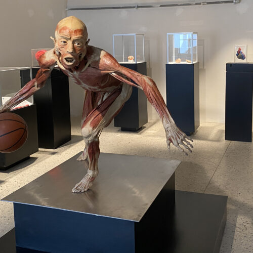 Al Castello di Casale arriva “Real Bodies”, la mostra di anatomia con veri corpi umani