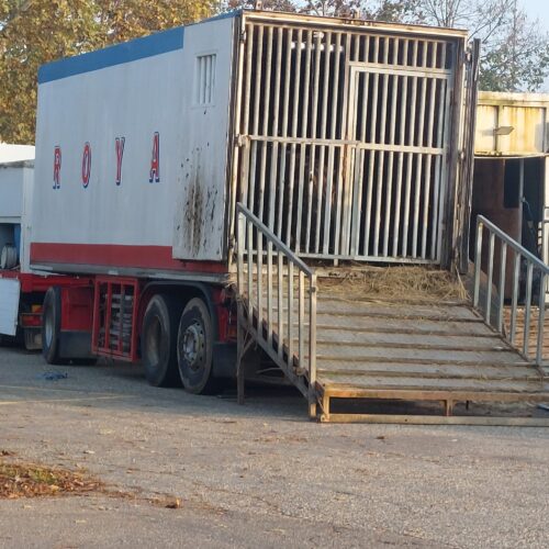 Voghera, assessore Malvicini: “Circhi con animali? Finché a norma di legge non possiamo opporci”
