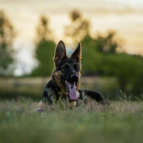 11 cani pastore tedesco sequestrati: si cercano famiglie per adozione