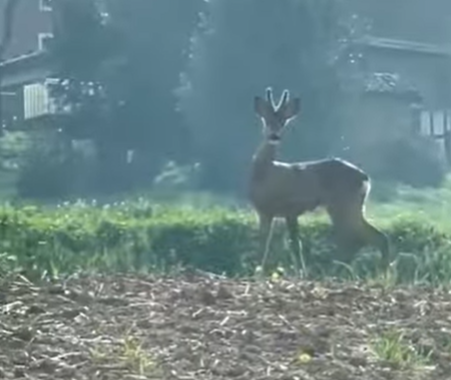 La primavera avvicina la natura ad Alessandria: i caprioli a due passi dalla città