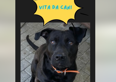 “Una vita da cani” per il canile: il brano con l’Intelligenza artificiale che rende più umani