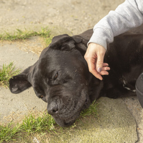 Ondata di generosità per il cane Giuliano: sarà operato e salvato