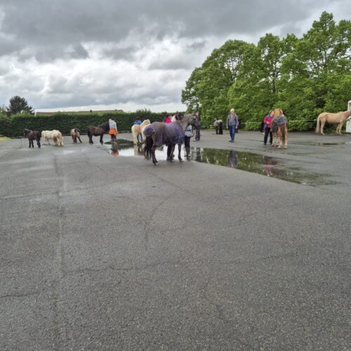 Pony al riparo in piazza a Pavone per proteggerli dai rischi del Tanaro