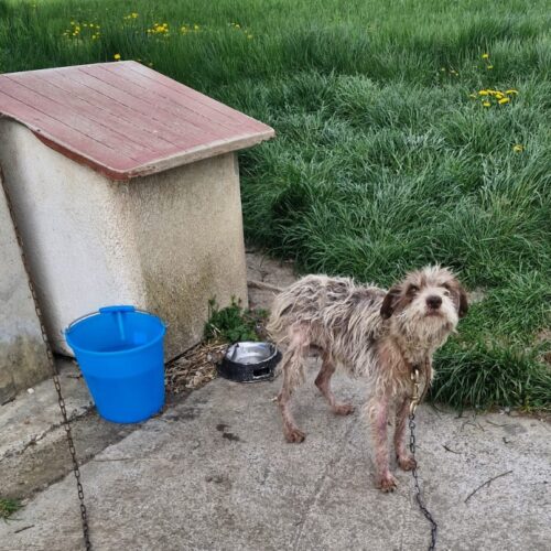 Cane costretto a vivere legato a una catena. Oipa lancia appello per sostenere spese veterinarie