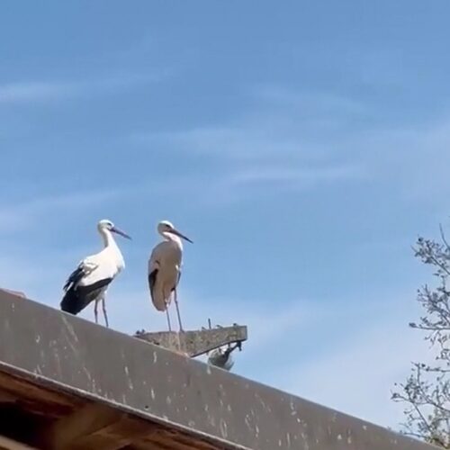 Coppia di cicogne su un tetto a Felizzano