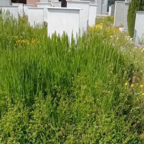 Cimiteri dei sobborghi da pulire “entro tre giorni”: Comune di Alessandria batte il tempo al gestore
