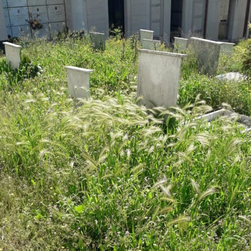 Diserbo chimico nei cimiteri: M5s dice sì e inserisce l’obbligo di chiusura per 12 ore delle zone trattate