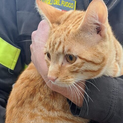 Vigili del Fuoco di Casale salvano un gatto scappato nel canale Lanza e poi finito in mezzo ai rovi
