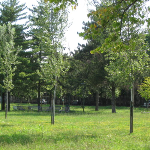 A Casale Monferrato oltre 130 nuove piante