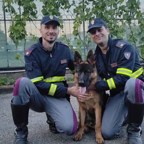 Scappato a Tortona, il cucciolo di pastore tedesco Oscar è stato ritrovato dalla Polizia Stradale