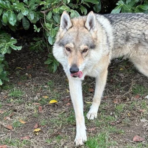 A lungo isolato e chiuso in un box: soccorso dai volontari Oipa di Crema, il cane lupo Sif cerca una famiglia