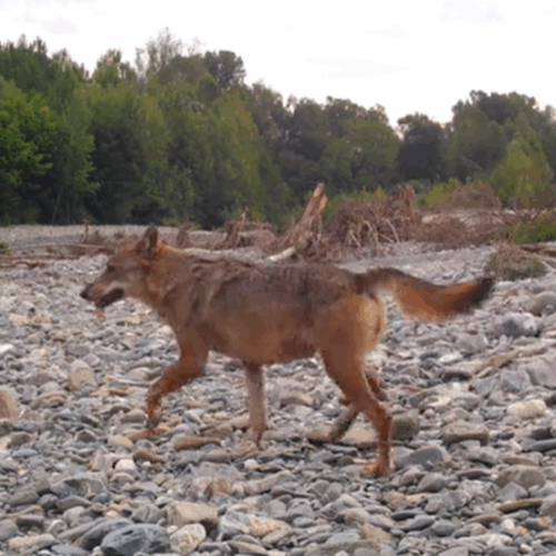 Rete Zampe Libere: “Bracconaggio danneggia i lupi e favorisce i più pericolosi cani selvatici”