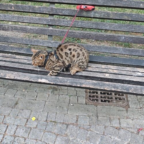 Recuperata dai proprietari la gatta trovata su una panchina. Era scappata