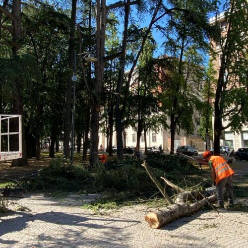 Cedro pericolante ai giardini pubblici: area messa in sicurezza. Albero definitivamente rimosso lunedì