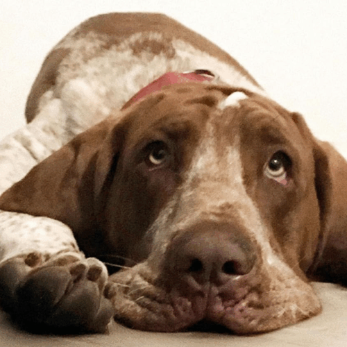 Le nuove uscite in libreria: dal “Gioco della storia” a “Dog is love”