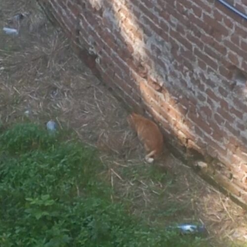 Da una settimana nel fossato a Casale: gatto recuperato sano e salvo