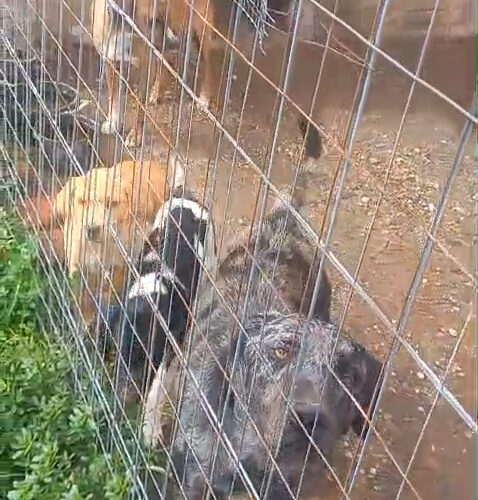 Sequestrati cinque cani nelle campagne di Casale, trovati tra escrementi e fango