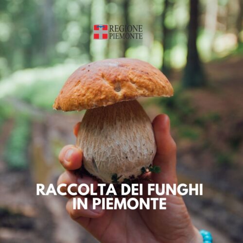 Funghi: tutto quello che c’è da sapere per una raccolta sicura e rispettosa in Piemonte