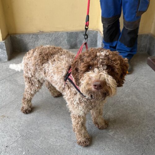Gara cani da tartufo a Ricaldone: Frodo trova il tubero in 2 minuti e 27 secondi