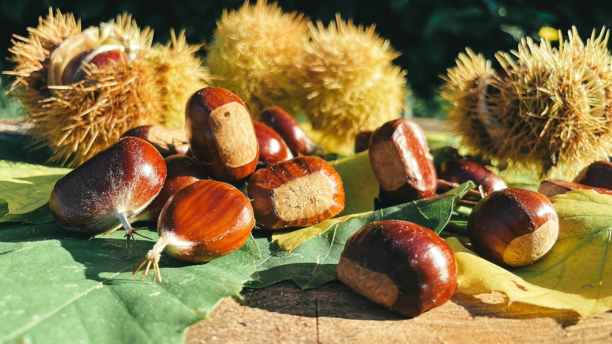 sagre e feste in piemonte