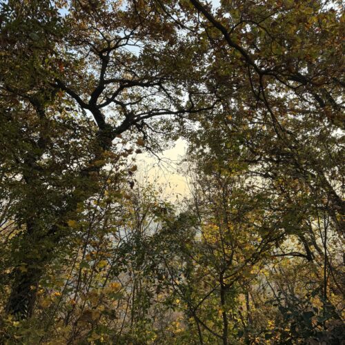 Foliage al Sacro Monte di Crea: una gita tra natura, arte e spiritualità