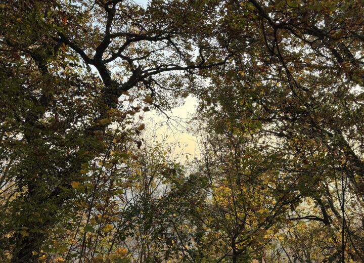 Foliage al Sacro Monte di Crea: una gita tra natura, arte e spiritualità