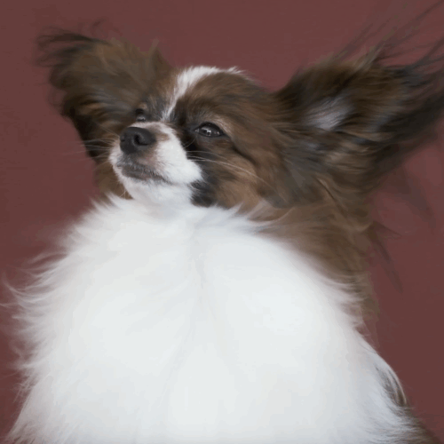 Quattrozampeinfiera – Christmas Edition: al Lingotto due giorni dedicati al mondo pet friendly