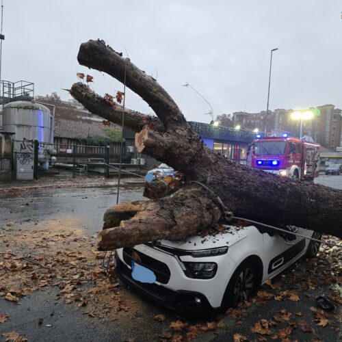 Pianta caduta in Spalto Gamondio ad Alessandria: traffico di nuovo normale