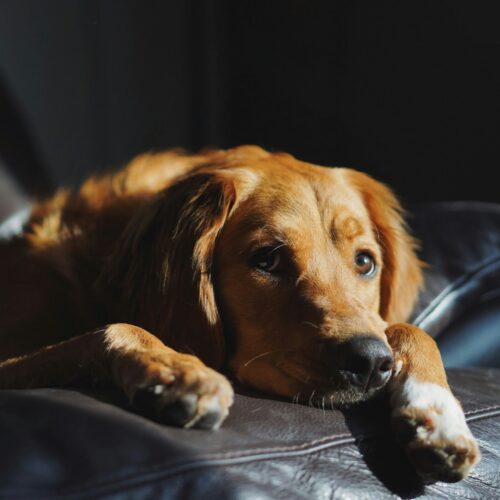 Botti di fine anno: cosa fare per aiutare i vostri animali