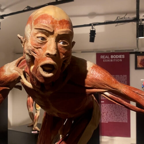 Da sabato al Castello di Casale le mostre Real Bodies, Criminis e Omicidi seriali