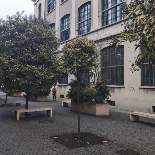 Dopo atto vandalico torna l’albero davanti all’Università di Alessandria