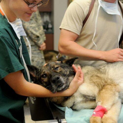 Ambulanza veterinaria a Casale: 117 telefonate e 16 interventi nel 2025
