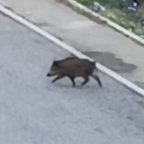 “Un cinghiale in via Parini”: la segnalazione di un alessandrino