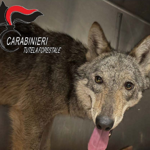 Giovane lupa avvistata in via Crispi a Novi Ligure. Scatta la cattura preventiva per tutelare cittadini e animale