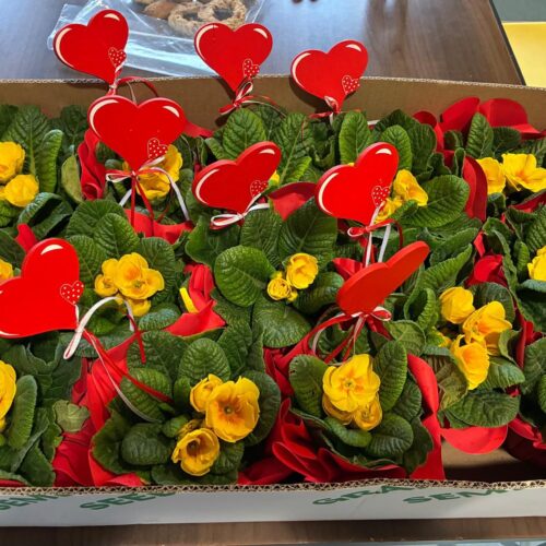 Fiori per pazienti e operatori dell’Hospice di Belgioioso. Il dono anonimo che  ha scaldato il cuore a San Valentino