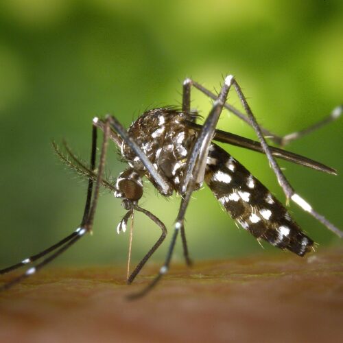 Ad Alessandria rafforzati gli interventi anti-zanzare per scongiurare il West Nile Virus