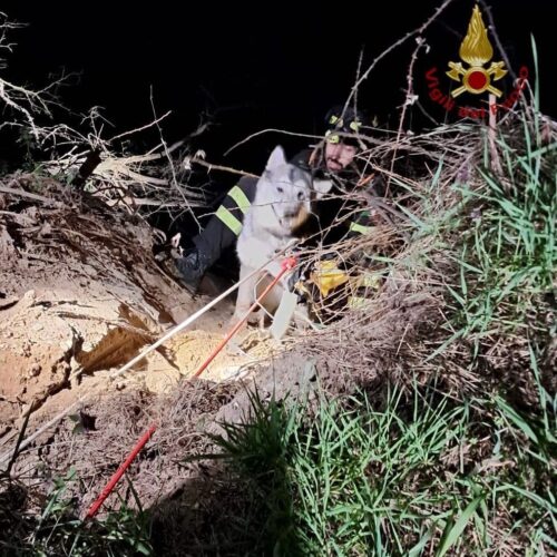 Cane bloccato sulle rive del Ticino. Salvato dai Vigili del Fuoco
