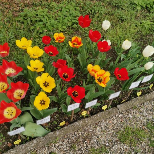 Bulbose in fiore all’Orto botanico di Pavia: torna la Festa di Primavera tra natura, arte e cultura