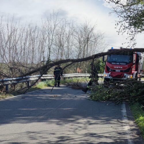 Strada riaperta tra San Salvatore e Valenza dopo la caduta di un albero sulla carreggiata