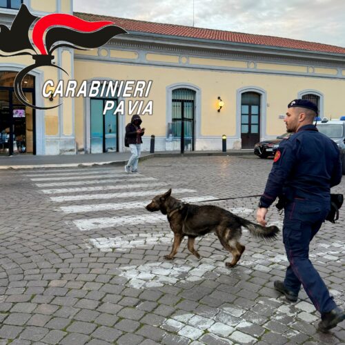 Controlli in centro a Pavia: grazie al pastore tedesco “Mitch” trovati 5 grammi di hashish