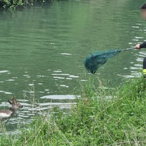 Capriolo finisce nel canale. Salvato dai Vigili del Fuoco di Casale