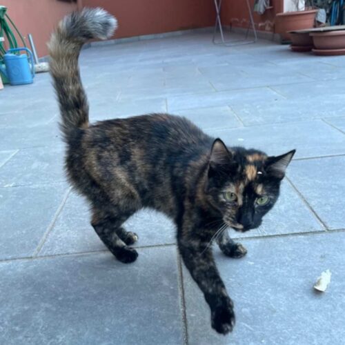Grazie all’appello della nostra lettrice, gatto torna a casa dalla proprietaria