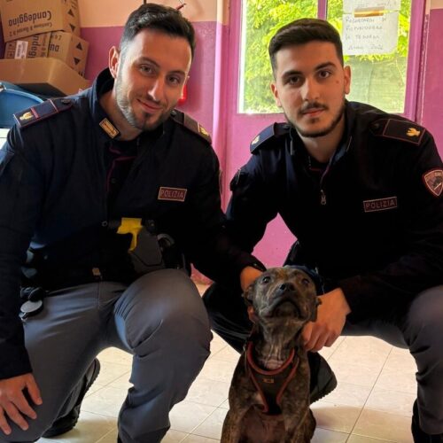 Cane in gravissime condizioni: associazione animalista chiede attività di sensibilizzazione e presenta denuncia