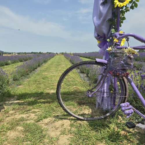 La lavanda a due passi da Alessandria: domenica una festa piena di eventi