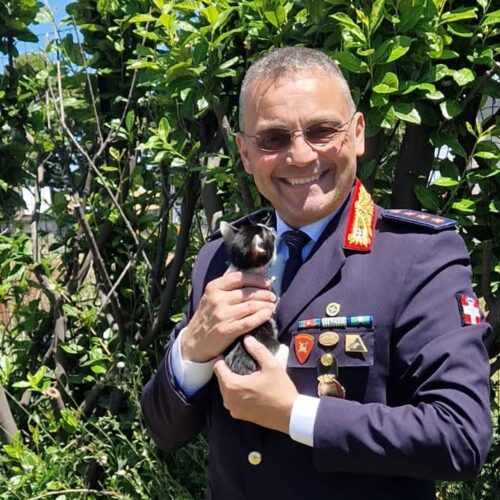 Salvata in una rotonda ora la gattina Elisabetta è stata adottata dal Comandante della Polizia Locale