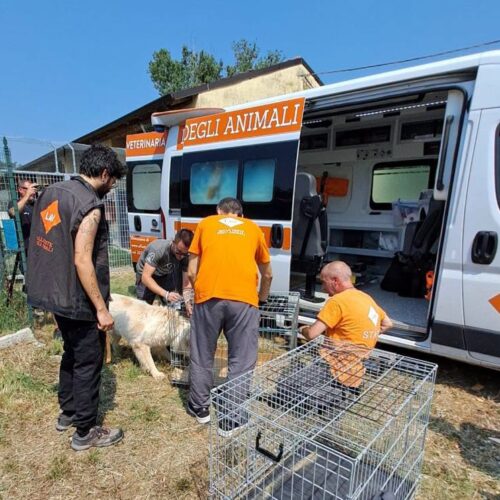 Anche i cani in salvo: simulata emergenza nel canile di Casale
