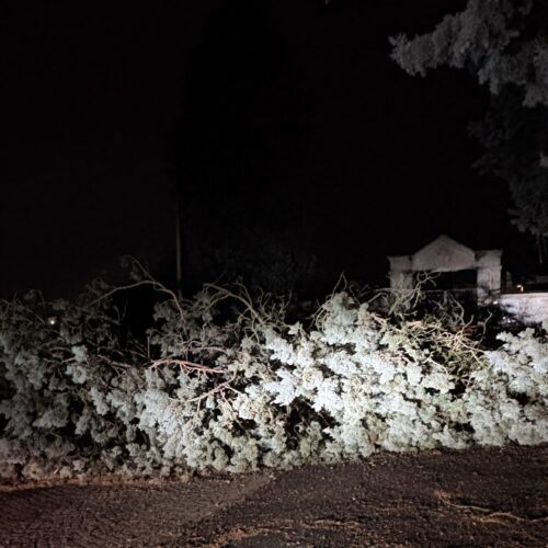 Forte vento ieri sera: cade albero davanti al cimitero di Mandrogne