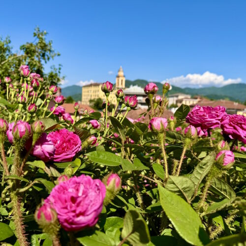 Le rose della Valle Scrivia tra profumi, gusto e sciroppo