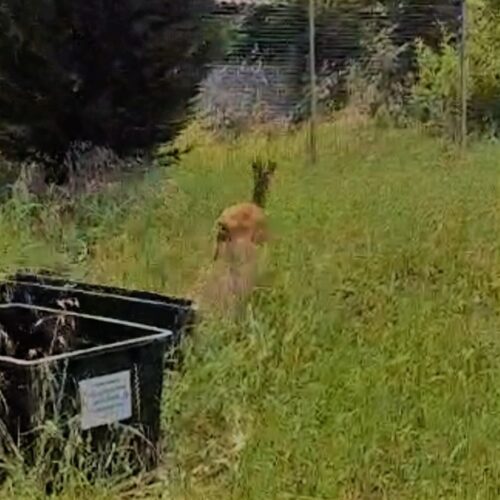 Capriolo smarrito nel centro di Voghera: salvato grazie all’intervento di Forestali, Polizia Provinciale e Vigili del Fuoco